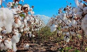 La derogación de la Ley de Fomento Algodonero en Chaco: ¿A qué costo para los productores?